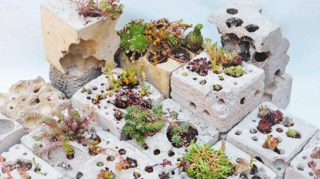 A selection of small concrete blocks with plants growing in them