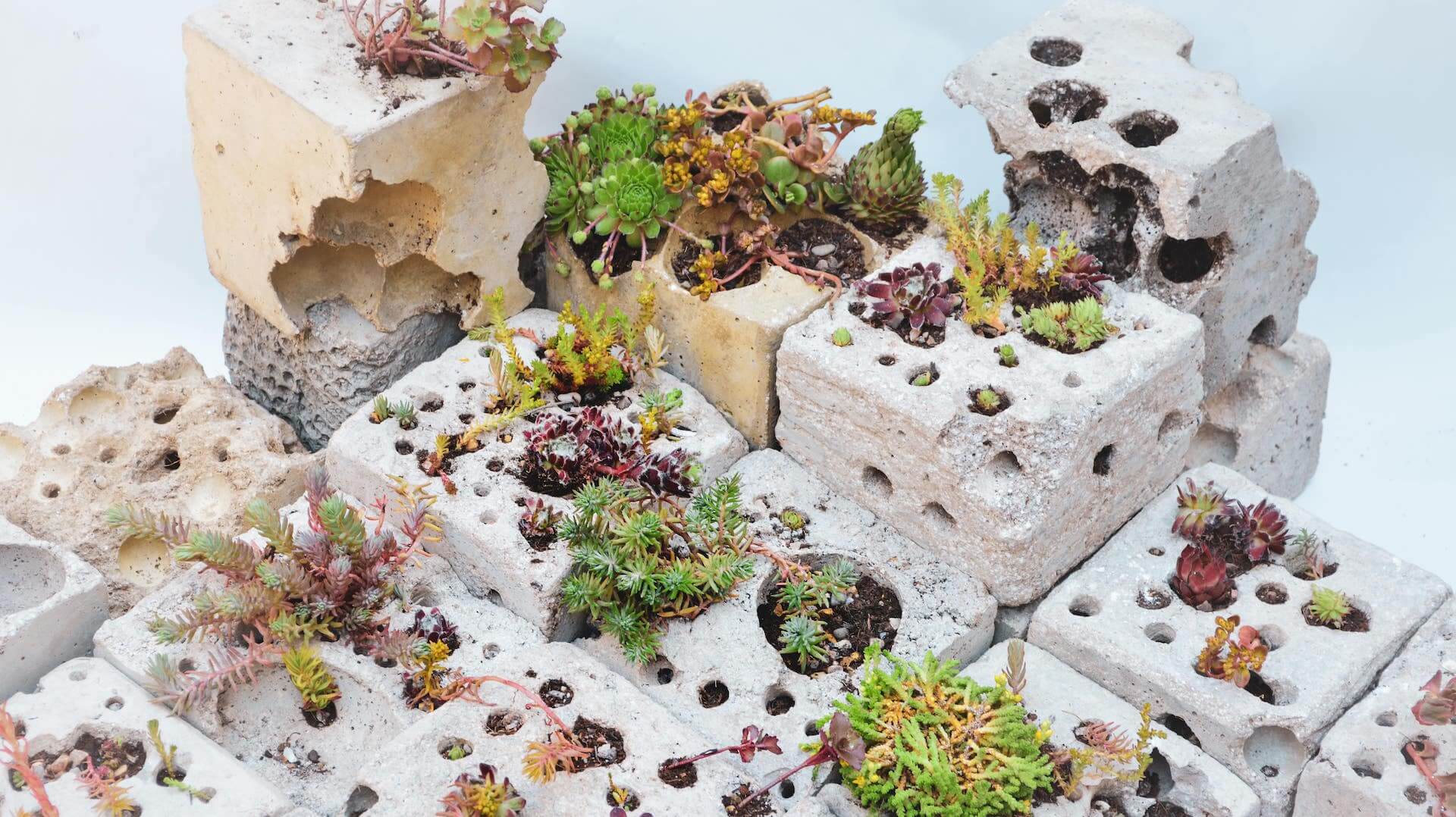 A selection of small concrete blocks with plants growing in them