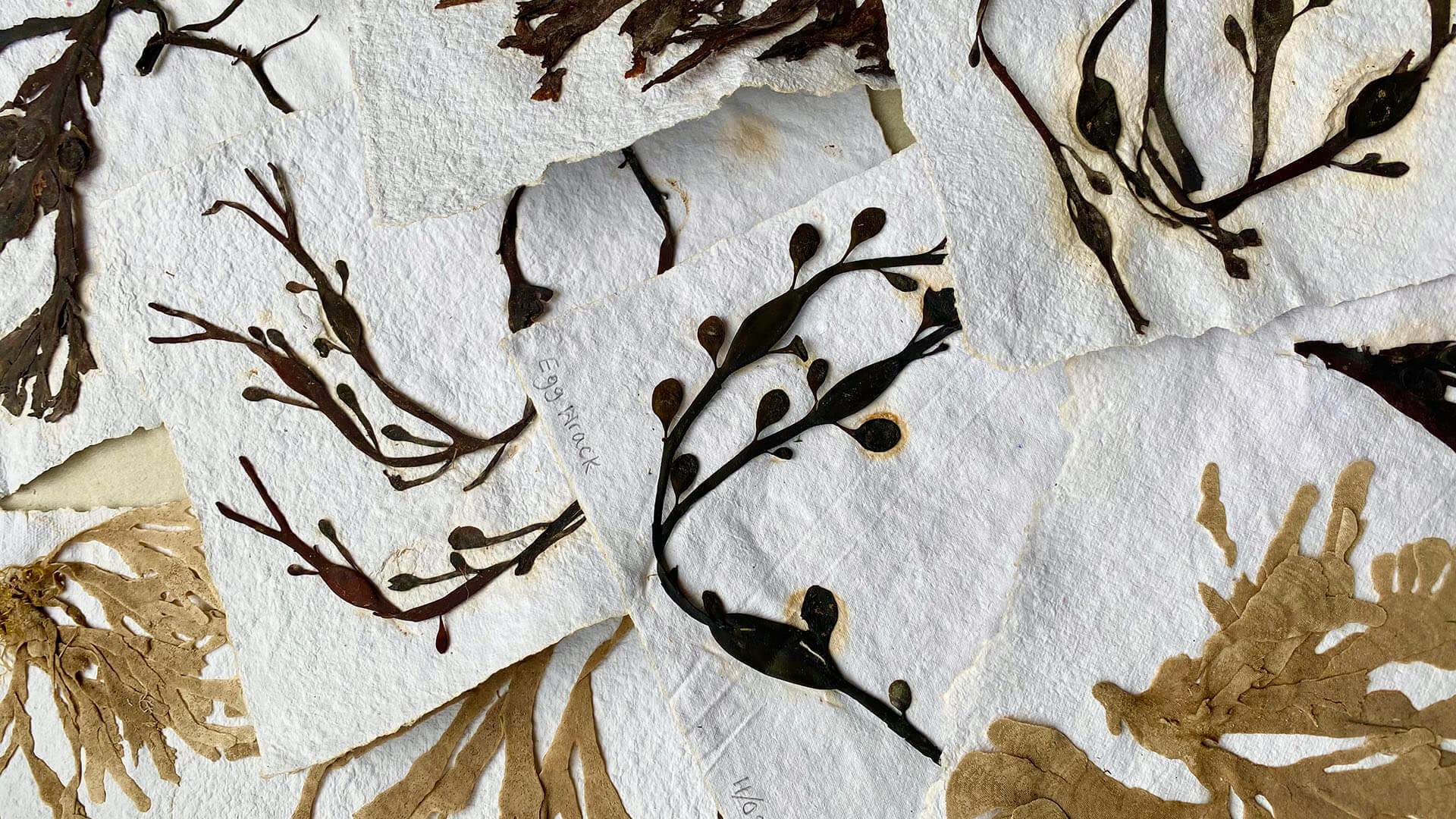 Jessica Kirkpatrick's Seaweed samples